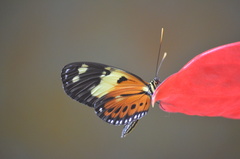Heliconiini