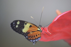 Heliconiini
