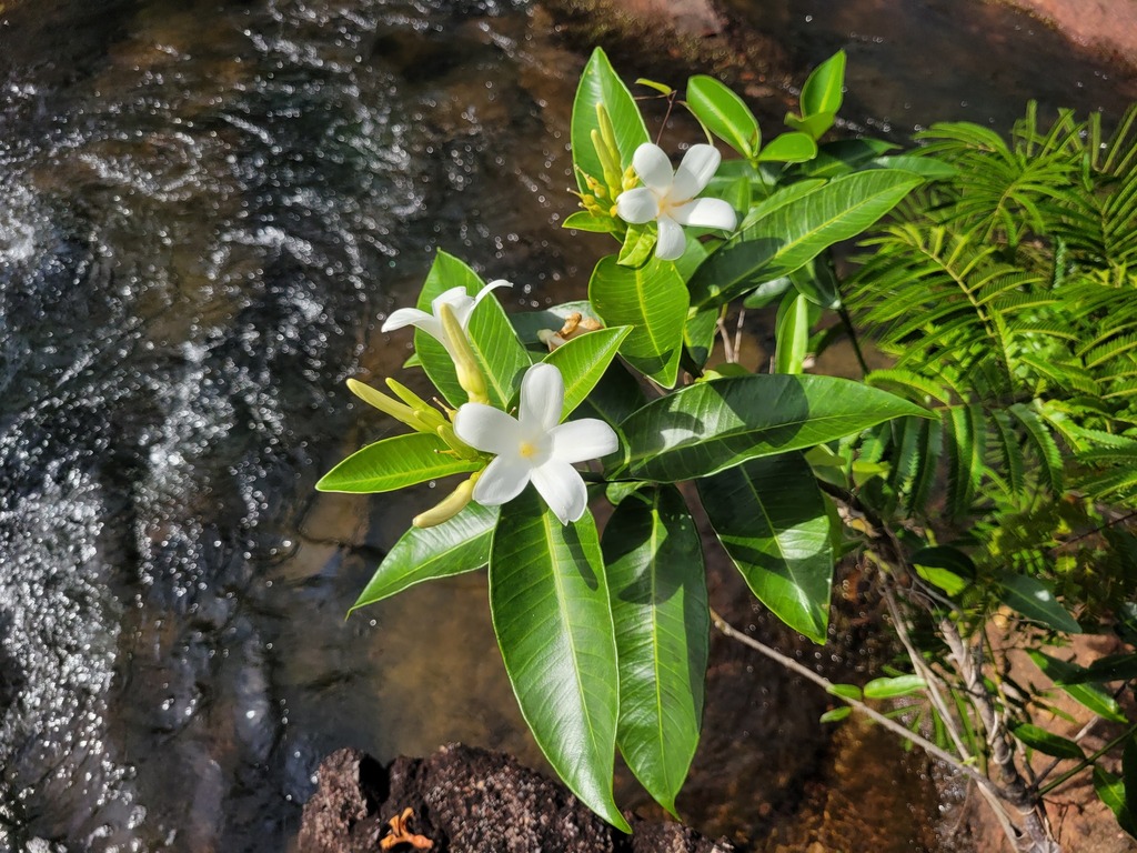 Spongiosperma