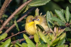 Kenya White-Eye photo 2