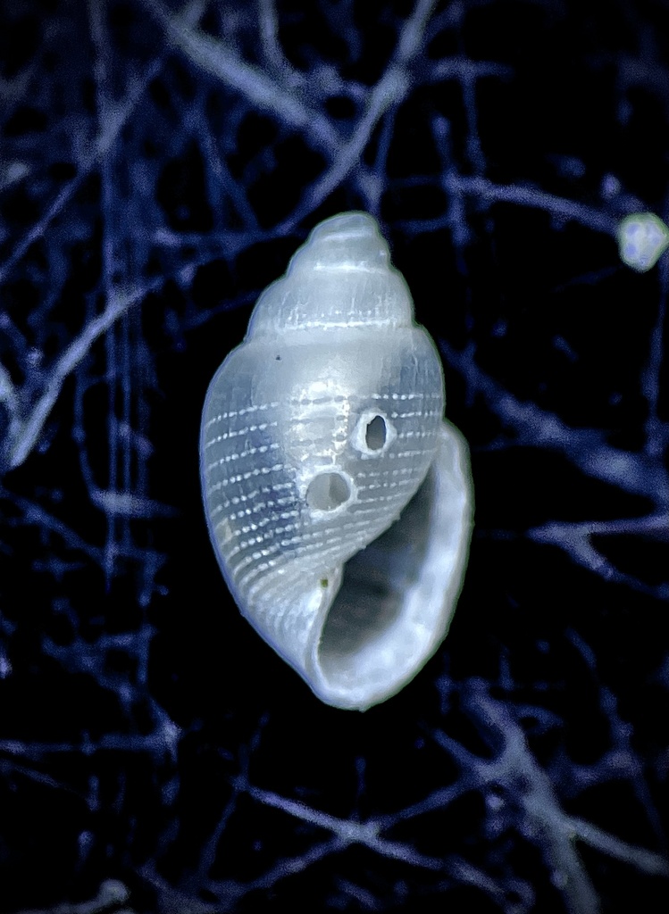 Pitted Baby-bubble