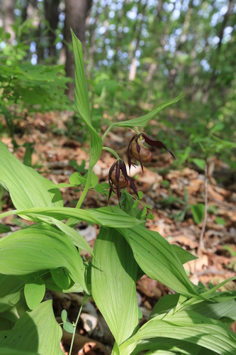 Cypripedium shanxiense iNat (2)