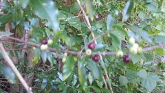 Coffeeae