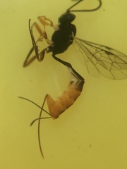 Ichneumonidae