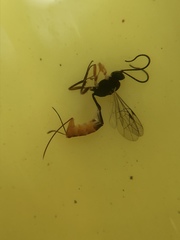 Ichneumonidae