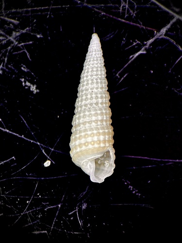 Peristichia toreta