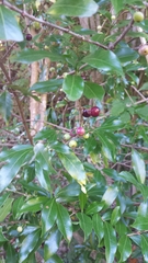 Coffeeae