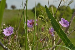 Geranium linearilobum