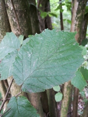 Corylus avellana