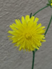Crepis