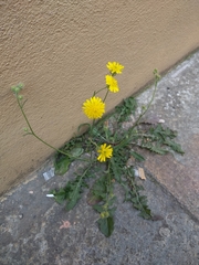 Crepis