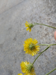 Crepis
