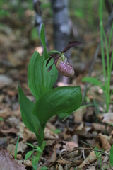 Cypripedium