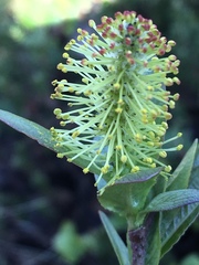 Salix hastata
