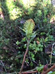Salix hastata