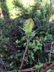 Salix hastata