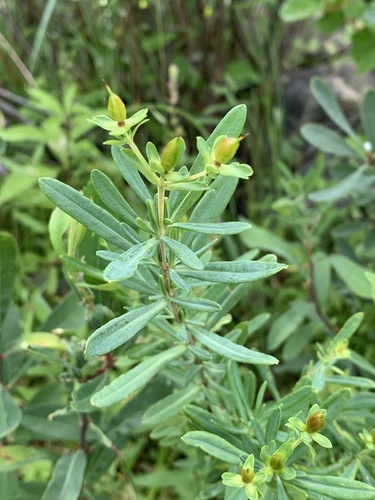 Image of Hypericum kalmianum by (c) Jon P. Ruddy, some rights reserved (CC BY)