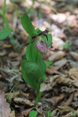 Cypripedium