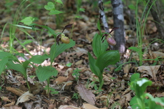 Cypripedium