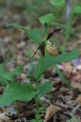 Cypripedium