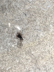 Trachyzelotes pedestris