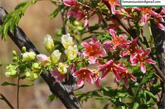 Xanthoceras sorbifolium