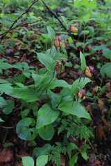 Cypripedium