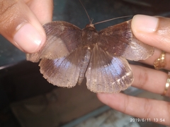 Ischyja