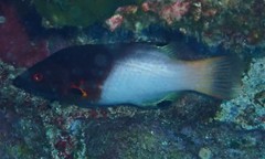 Bodianus axillaris