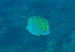 Chaetodon pelewensis
