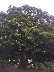 Magnolia grandiflora
