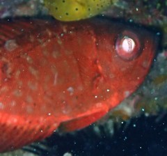 Heteropriacanthus carolinus