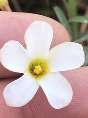 Oxalis ciliaris