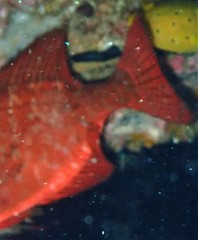 Heteropriacanthus carolinus
