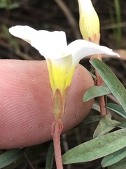 Oxalis ciliaris