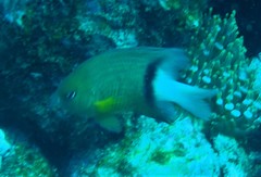 Plectroglyphidodon dickii