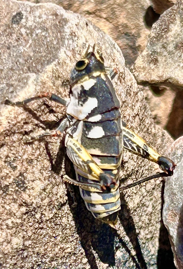 Megalithericles coloratus from AiAis/Richtersveld Transfrontier Park