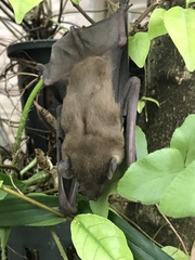 Scotophilus kuhlii