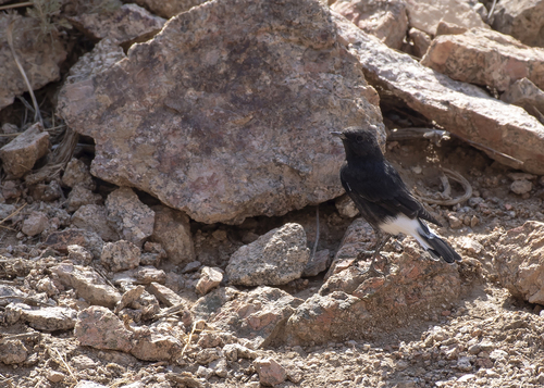 Variable Wheatear (Oenanthe picata), photo 10