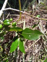 Peponidium