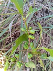 Peponidium