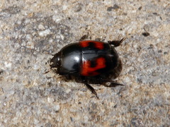 Hister quadrimaculatus