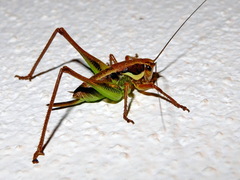 Eupholidoptera