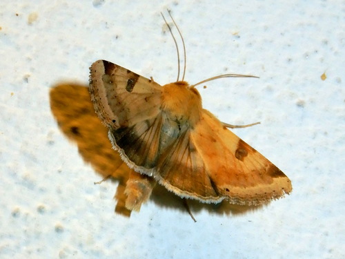 The Bordered Straw
