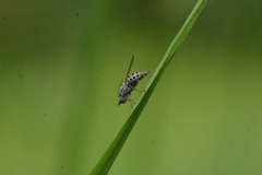 Chamaemyia polystigma