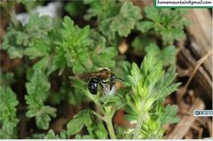 Hoplitis beijingensis