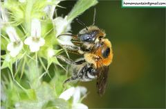 Hoplitis beijingensis