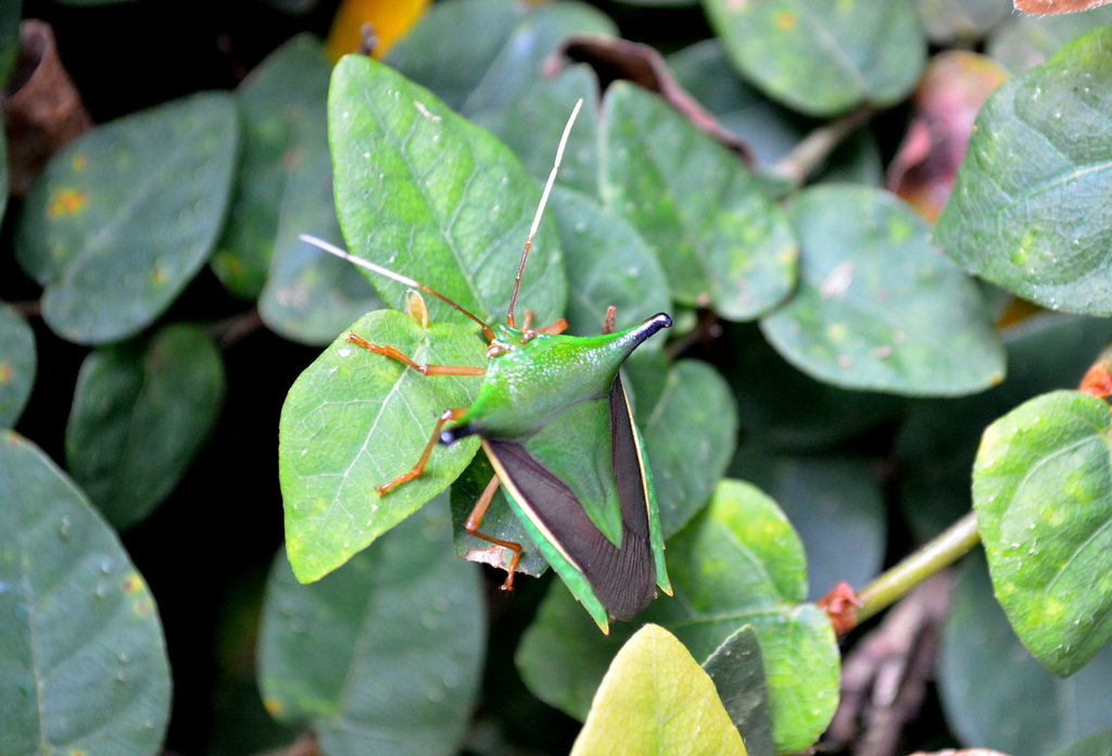 Edessa elaphus
