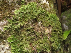Pseudocyphellaria episticta