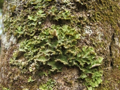 Pseudocyphellaria episticta